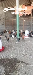  3 omani chicken