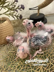  8 من اجمل طفرات وألوان الكروان الهولندي بسعر العادي