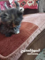 2 متاح العدد 7 بسس هملايا مكس شنشيلا  بوكلن دراي فوت أو لتر بكس اكل بيت موجودات اب طبربور عمان 0799085