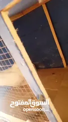  2 10 جواز حمام شغاله نخب مشكله مع فراخها بسعر حرق وممكن البدل