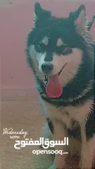  2 كلب هاسكي انثى