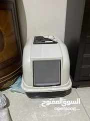  5 قطة هيمالايا
