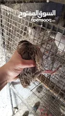  5 طيور الفري لونين ابيض و اسود اعمار مختلفة