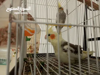  2 كوبل كالوبسي