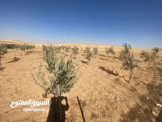  15 مزرعه زيتون