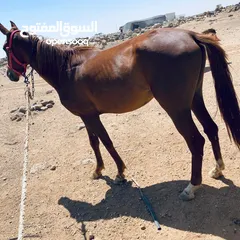  9 خيل لبيع العمر سنتين