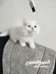  3 3قطط للبيع موجودين في عناتا ضوحي القدس  مافي توصيل