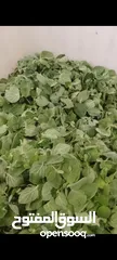  21 طبخات ومونت بيت جاهزة باي وكت. المأكولات الشهيه