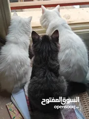  3 قطة شيرازي للبيع