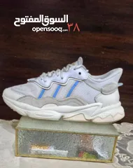  10 شروه احذية 60 جوز اصلي اوروبي منضف معقم جاهز للبيع