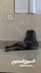  1 Scottish fold male