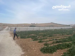  8 ارض زراعية في بلعما للبيع مساحتها 3500 متر