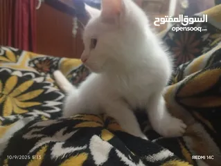  3 قطط سيامي البيع بسعر التربية فقط