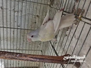  30 طور روز  ألوان بتجنن الله يبارك لصاحب النصيب. روز البينو عين حمرا. البينو بيور من انناحي