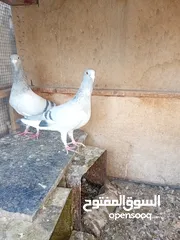  1 جوز حمام بلوق مع فرخ