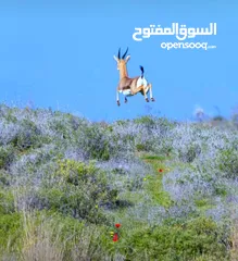  3 أرض تجاري بأعلى مناطق مدينة سلفيت