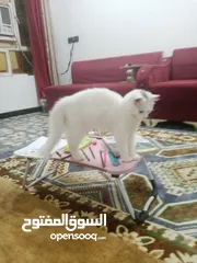  1 بيع قطه شيرازي مع ملحقاتها كاملة