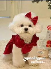  27 مستلزمات لقطط والكلاب