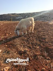  8 تبارك الله موجود فحل معز لون ابيض كفاله اهداء على ردد يقوم ب 100 راس تبارك الله هداد نار السن ريشه