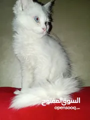  11 قط  و قطه هملايا شوكلت و قطتين  كتنز كتن بيبي  3 شهور  ابيض ناصع و عيون زرق  القط رغدول البيور الضخم