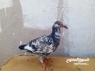  6 جوز كشامره مع فراخهن مع القن والمشربيه للبيع ب12دينار