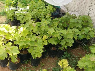  7 اشتال عنب بلدي وشامي للبيع