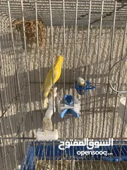  1 كنار هوزو بلدي