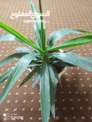  1 نبتة اليوغا