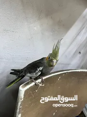  1 طير كوكتيل