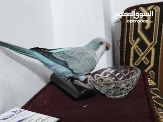  11 ببغاء كويكر. و دره. و فراخ دره و كويكر  تابع وصف طيور بسعر حرق