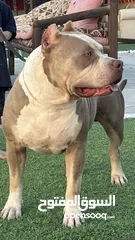  1 American bully standard well trained & so friendly  اميركان بولي ستاندرد مدرب طاعه وأليف جداً