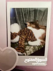  3 كاميرا تصوير فورية Instax