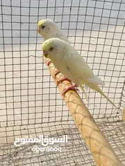  2 زوج طيور حب شكريات امايات خشونه فول