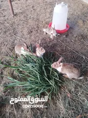  4 ارانب عماني للبيع شوف لوصف مهم جدا