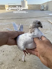  12 كوم حمام للبيع