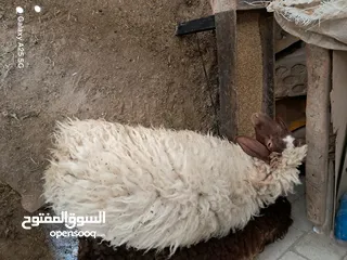  7 عبوره أسنان اللبن  للبيع  تنفع اضحيه او عقيقه او نذر