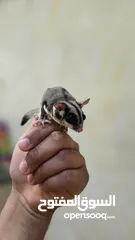  1 للبيع سنجاب شوقر سلايدر مكس مع البينو اليف(قابل للبدل)