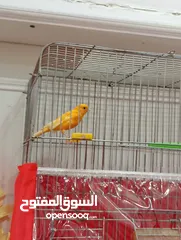  1 ذكر كنار ، اقرأ الوصف