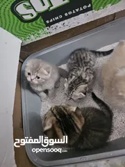 5 قطط سكوتش فولد بيور كتن ذكر انثى اقل سعر للبيور في الاردن خد وافحص عادي