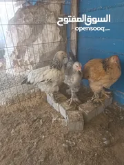  2 دجاج براهما