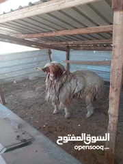  3 كبش للبيع وزن قريب 100