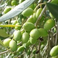  3 يا أهل ألأردن اللي واثف أن زيت زيتونه اصلي100%يجبلي تنكه ويحلف يمين ان زيته غير مغشوش وبدفع كاش فورآ