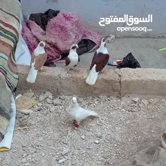  1 جوز برابسة وفرخة. مع فحل بولندي  فحل وحبة فرداويات وجوز شغالات كفالة