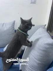  3 قطه سكوتش فولت للبيع بسعر مغري  قابل للتفاوض