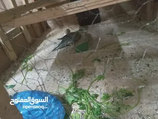  3 عصافير الحب بألوان جميلة ورائعة بسعر 5دنانير بأصوات جميلة وعذبة