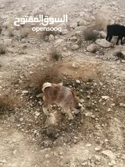  20 عبور قبرصي و معز مواليد و فحل شامي