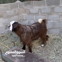  1 للبيع تيس سمين ماشاءالله مخصاي عمره سنه