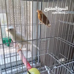  5 ذكور كنار جاهزين عمر سنه ونص وثاني سنه  وروز جاهزين عمر سنه ذكر واثى
