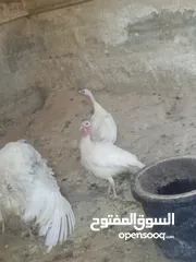  5 طقم حبش ابيض