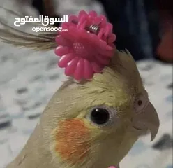  1 فراخ كوكتيل زق يدوي عمر 15 يوم للبيع.